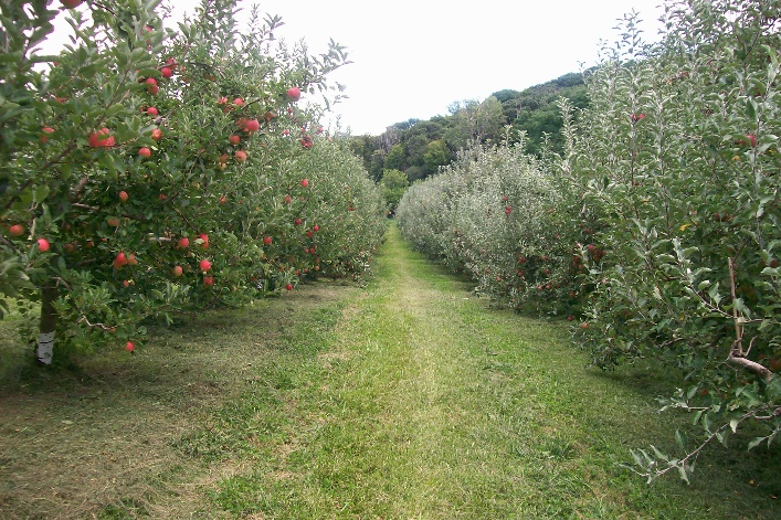 Apple Orchard