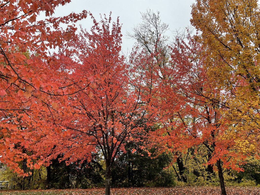 fall foliage at Bass Island Parkmanchester nh