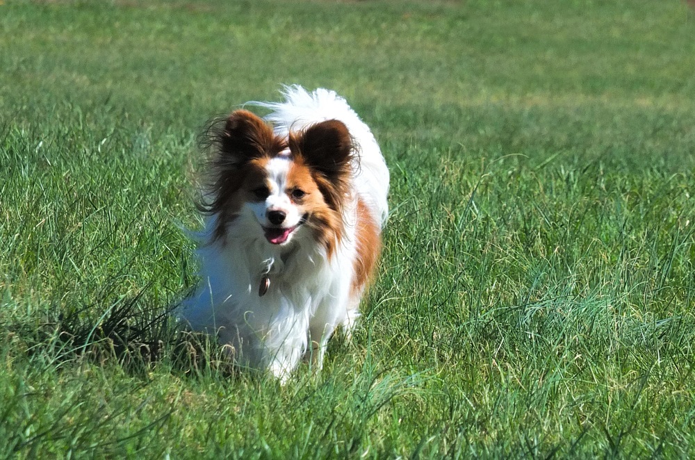 derry dog in grass