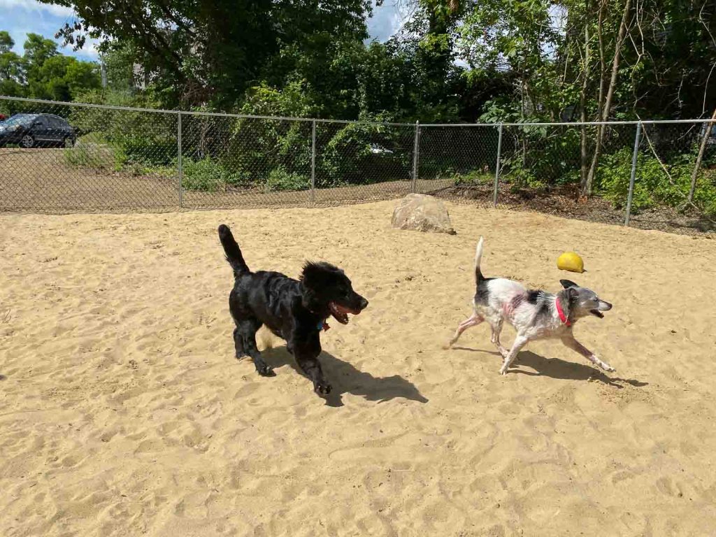 Dog park