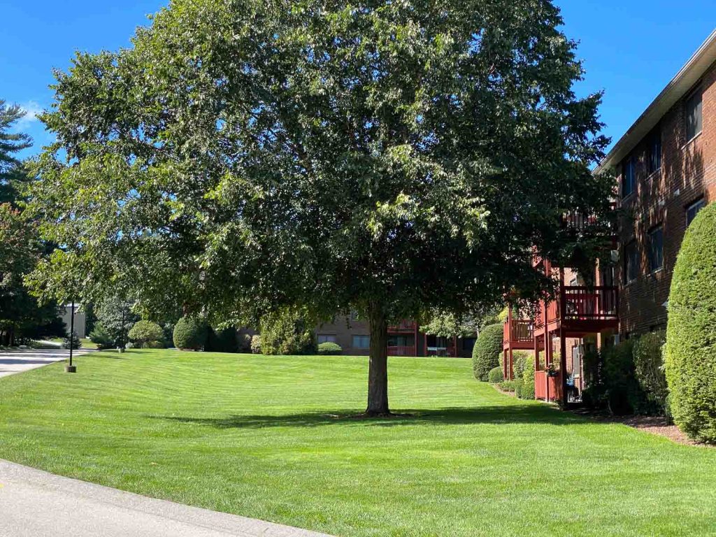 Lawn and shade trees