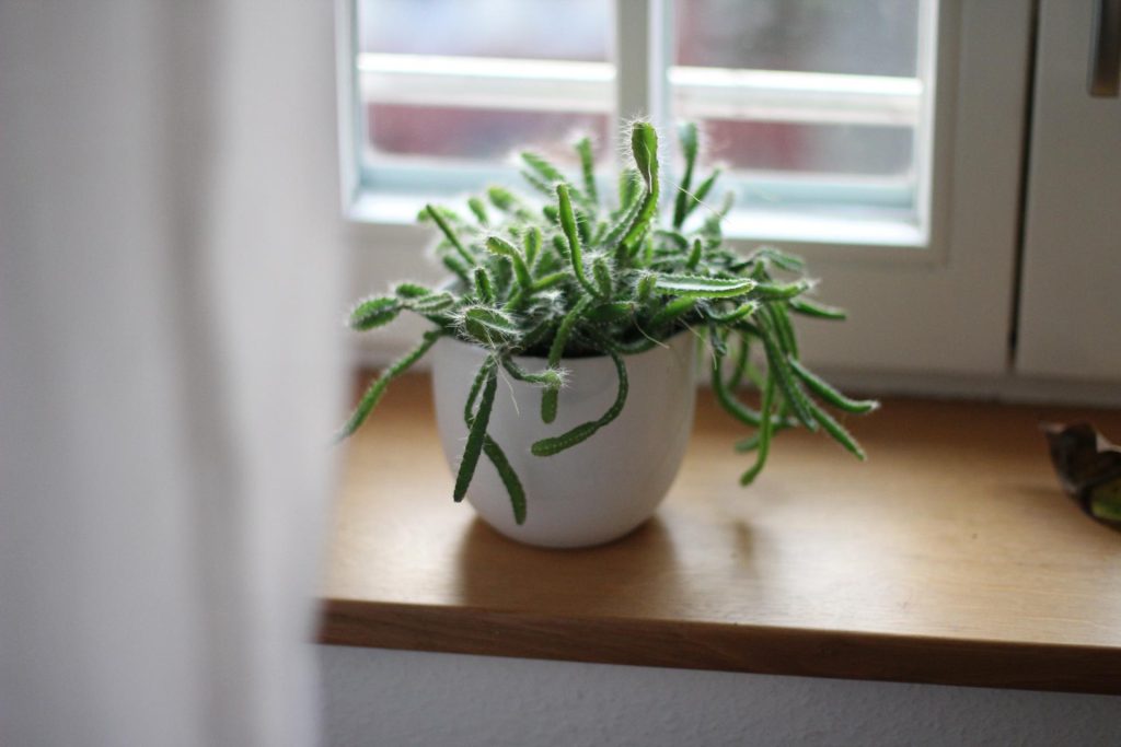 plant on window sill