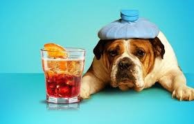 no alcohol for dogs