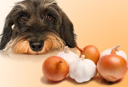 Onions for dogs good or clearance bad