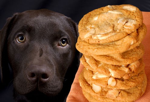 no macadamia nuts for dogs