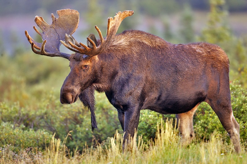 moose