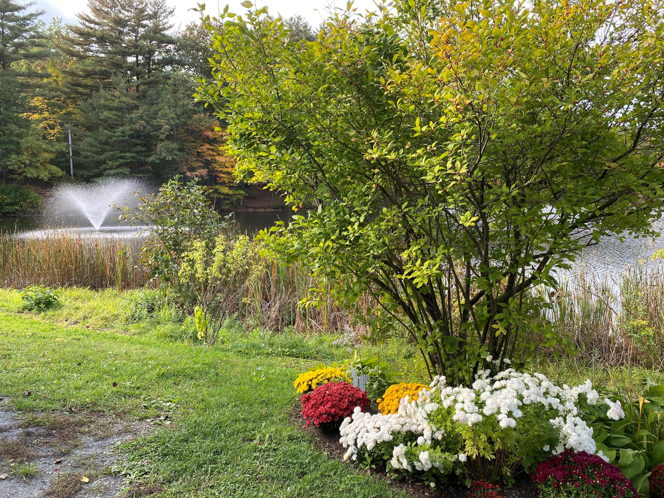 Fountain and Flowers