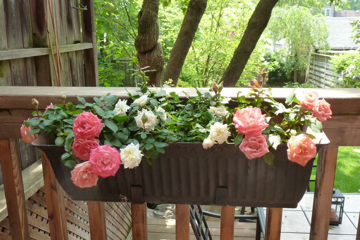 flowering plants on apartment balcony