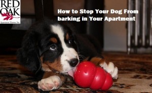 dog licking a red kong toy