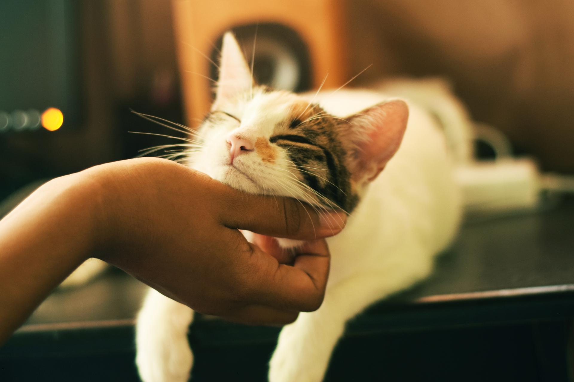 Cat enjoying being pet