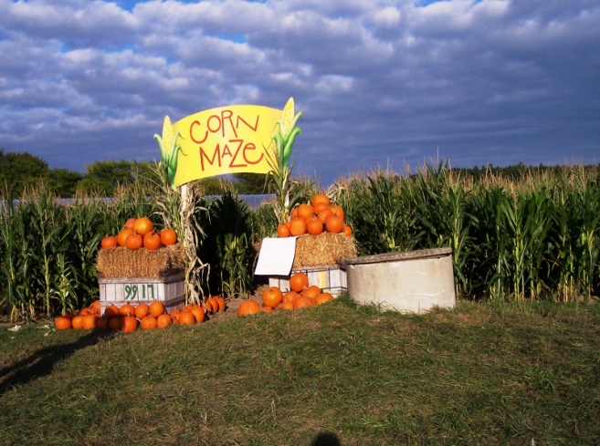 Corn Maze and Pumpkins