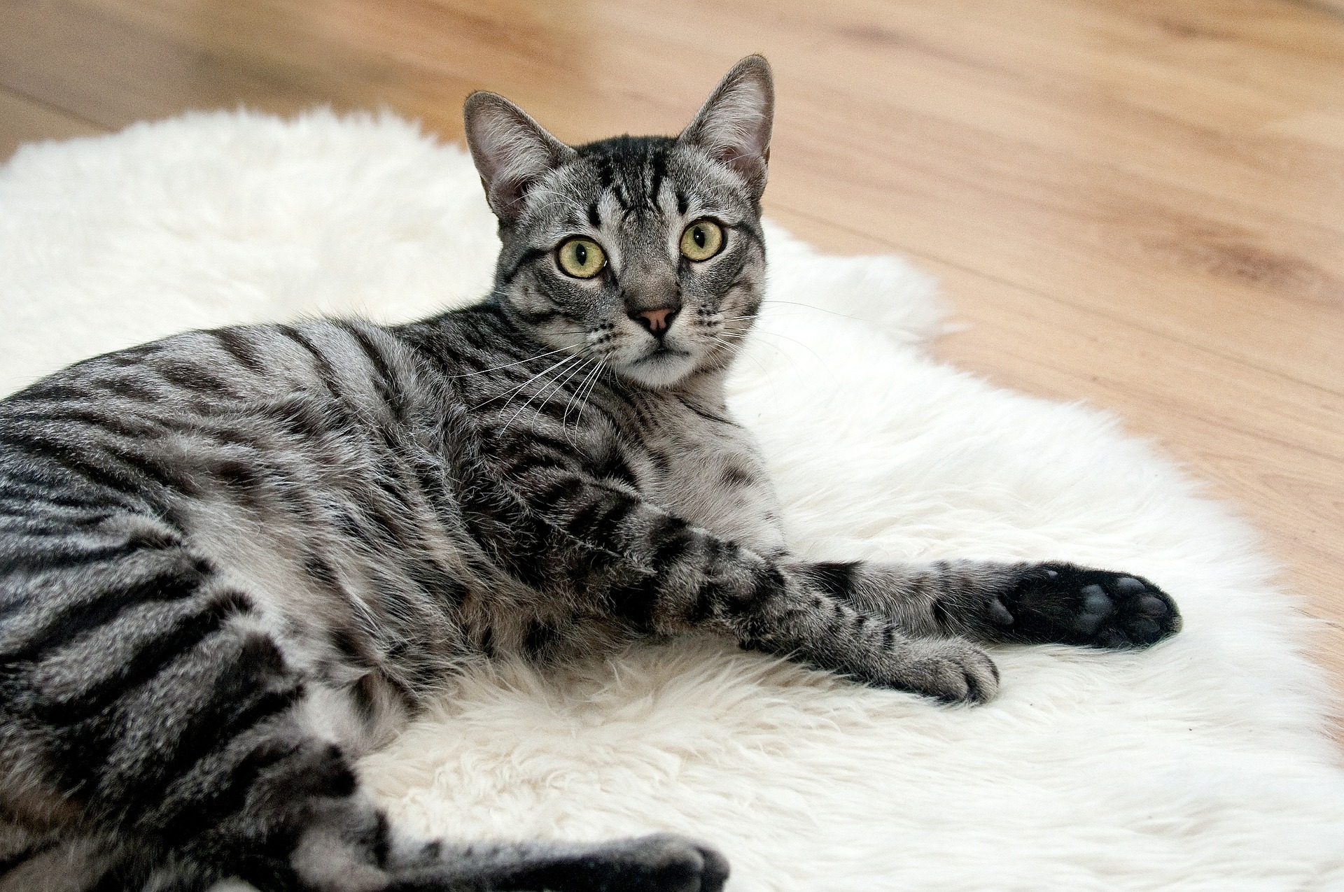 kitty on a rug