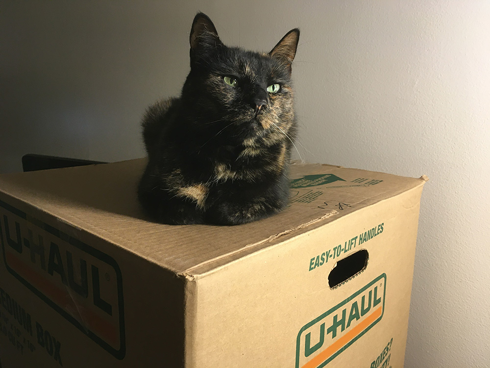 moving day cat