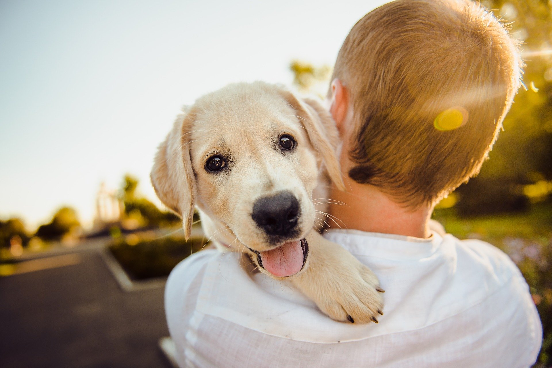 puppy being carried