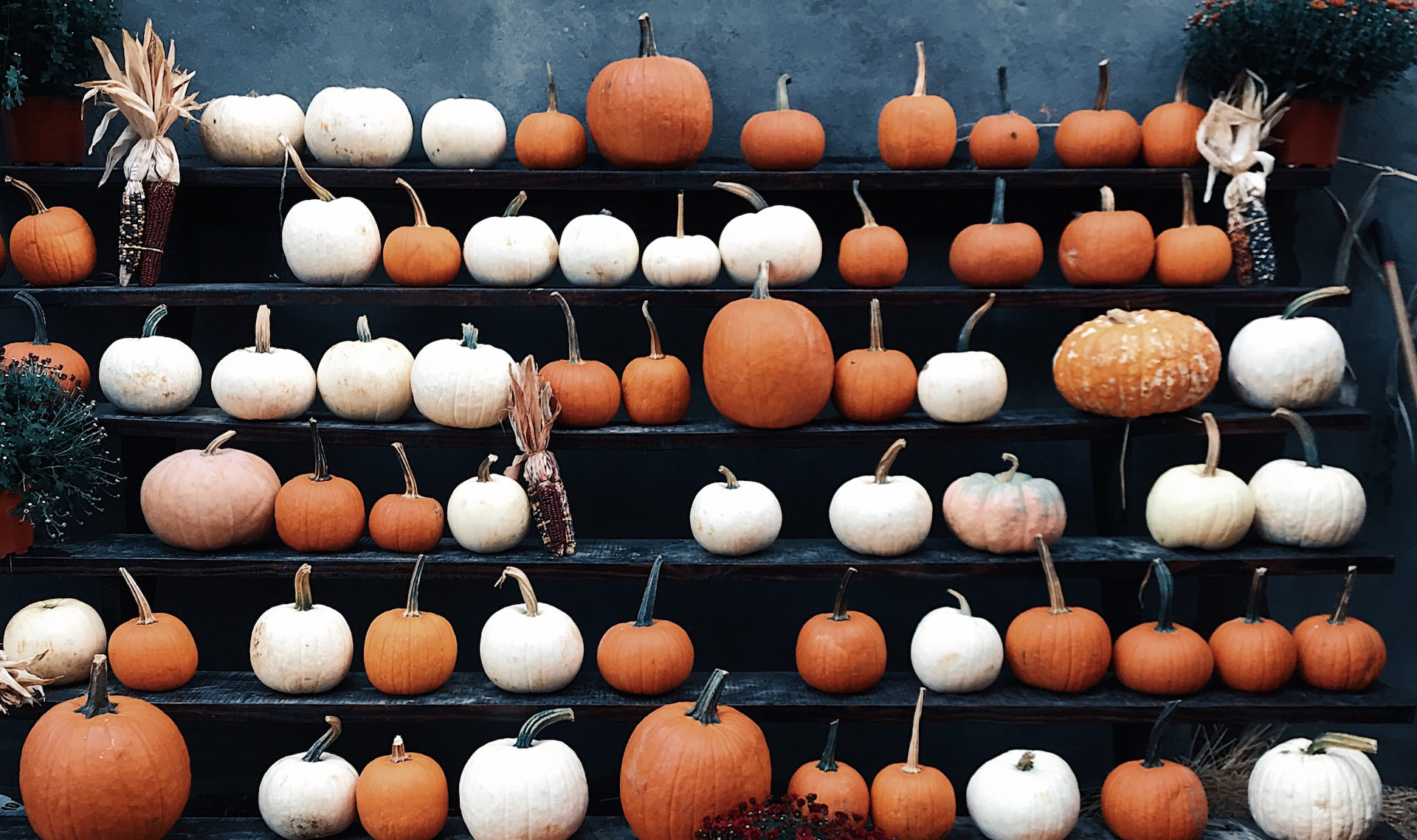 shelves with pumpkins