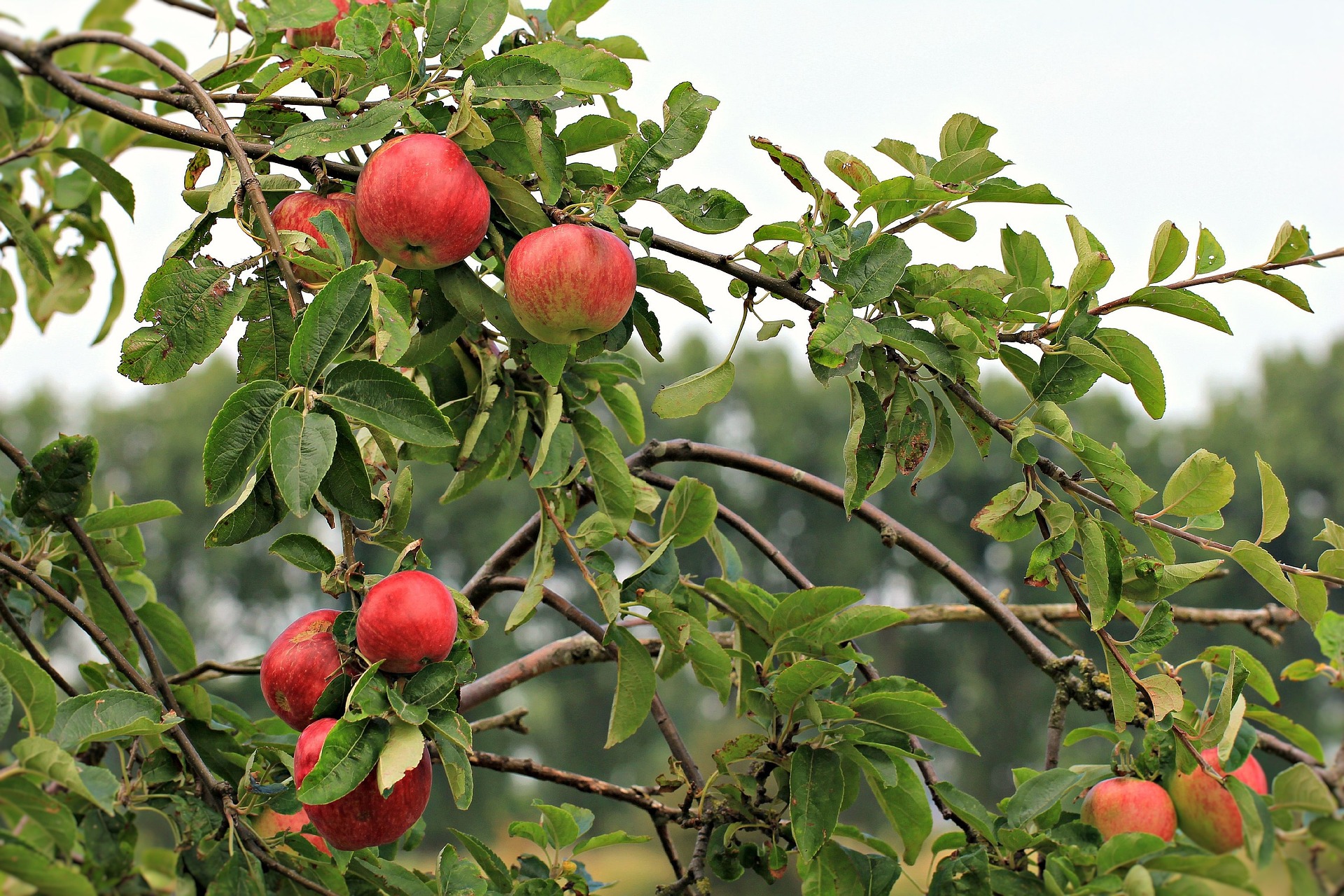 apple picking