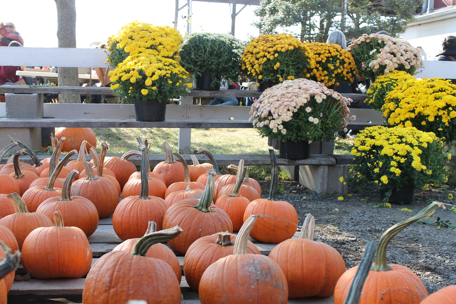 pumpkin picking time