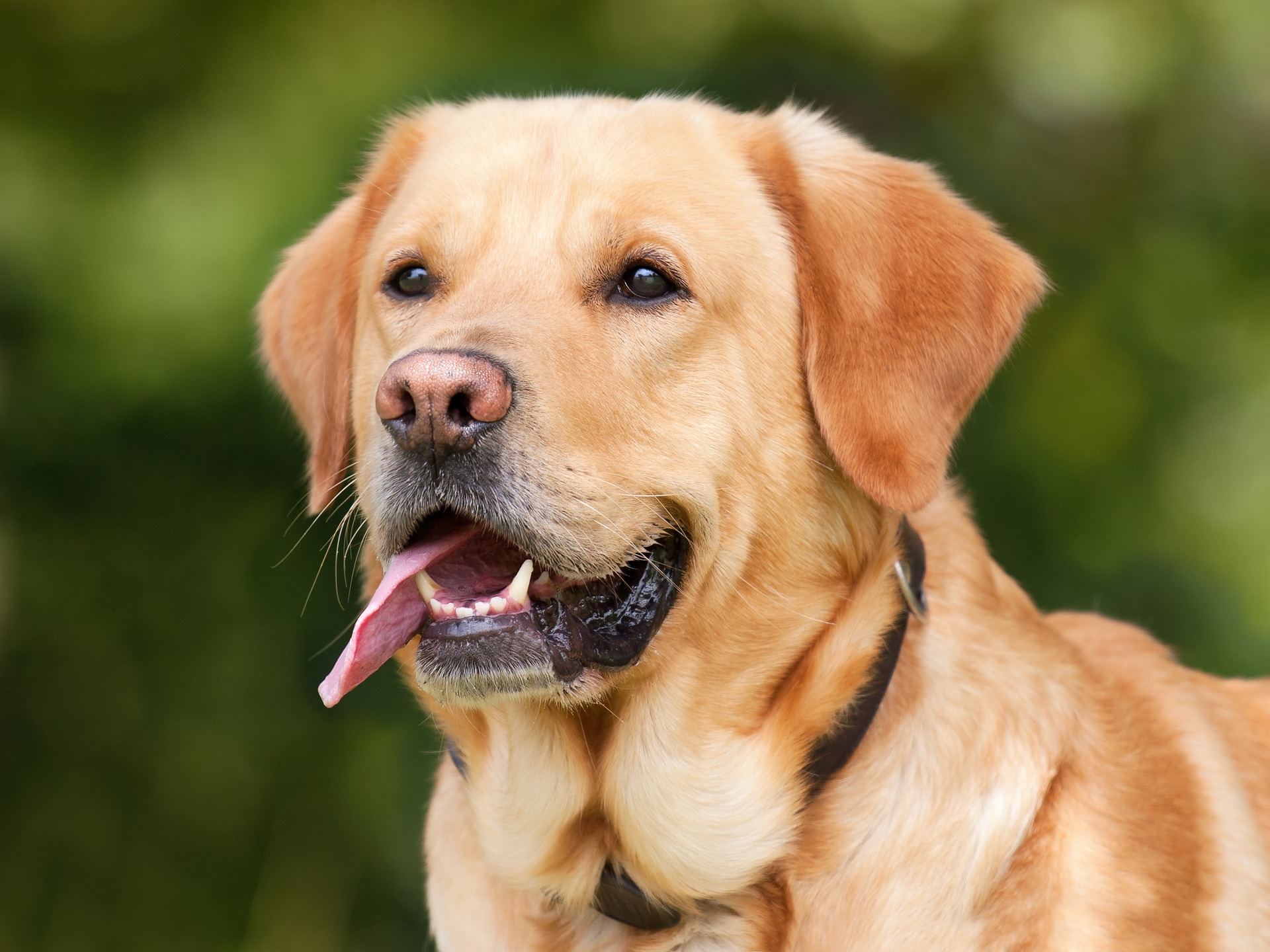 Labrador retriever best sale in apartment