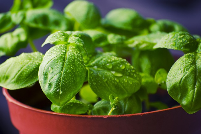 Grown Your Own Food