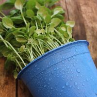 Growing Your Own Food as an Apartment Dweller