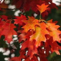 Experience the Magic of Fall in New Hampshire: Best Activities for Families