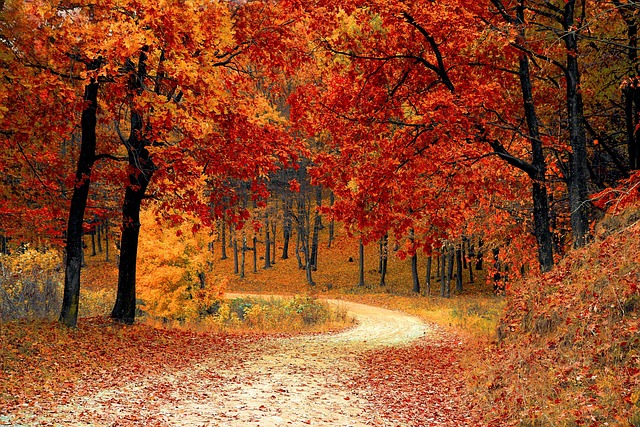 Fall in NH