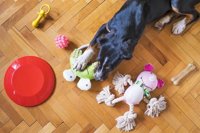 keeping your pet healthy in an apartment